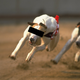 An unrelated dog, whose eyes have been obscured to protect his identity. Photo credit: Gray Mortimore/Getty Images